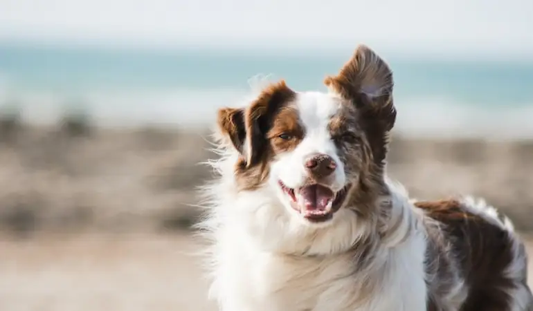 Satılık Yavru Köpeklerler ve Köpek Sahiplendirme